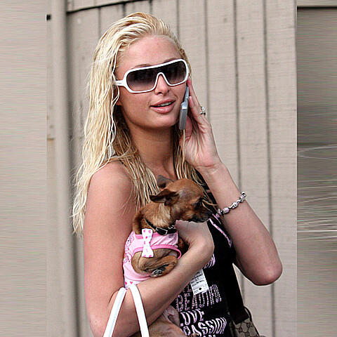 Fallece la chihuahua de Paris Hilton a los 23 años