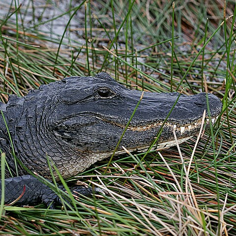 Caimán en el Parque Nacional de los Everglades, en Florida
