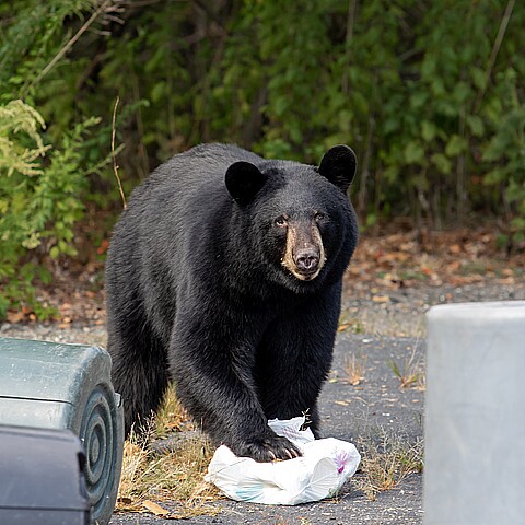 Oso negro para los contenedores de basura