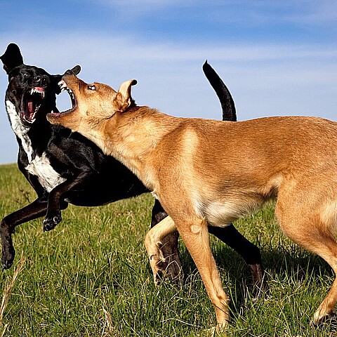 Perros agresivos en el mundo