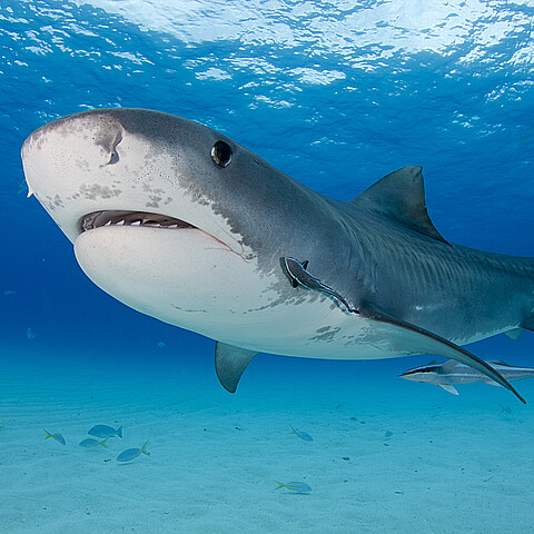Tiger shark