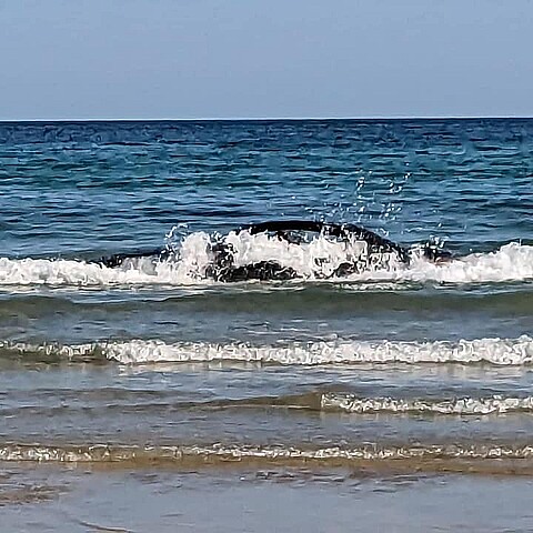 Floating BMW rescued by the St. Agnes Coast Guard Search and Rescue Team