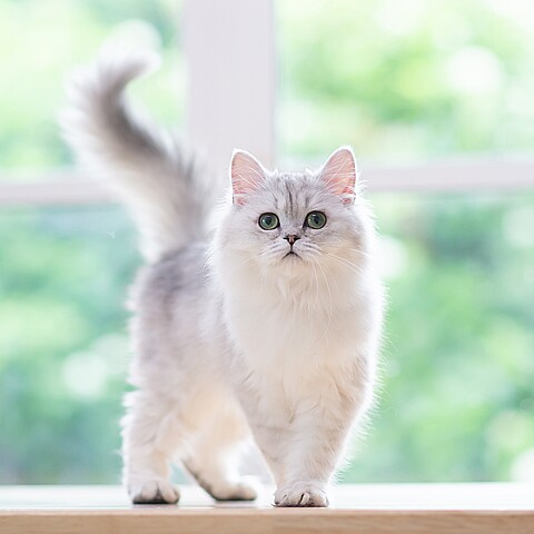 Persian cat