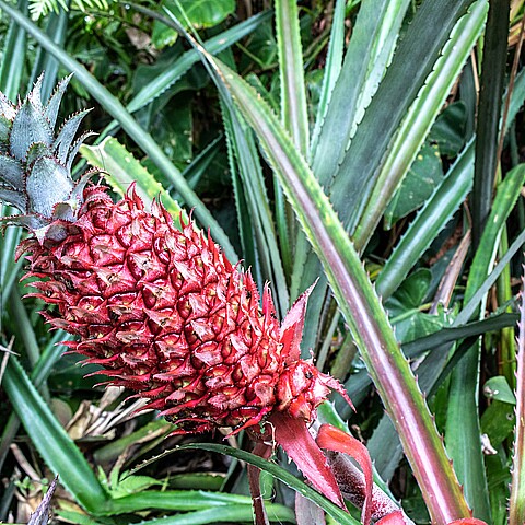 Ananas bracteatus (piña roja, piña rosada) es una especie exótica de piña en Brasil