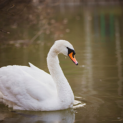 Swan