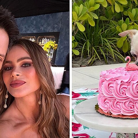 Los famosos están en disputa por la custodia de su perro 