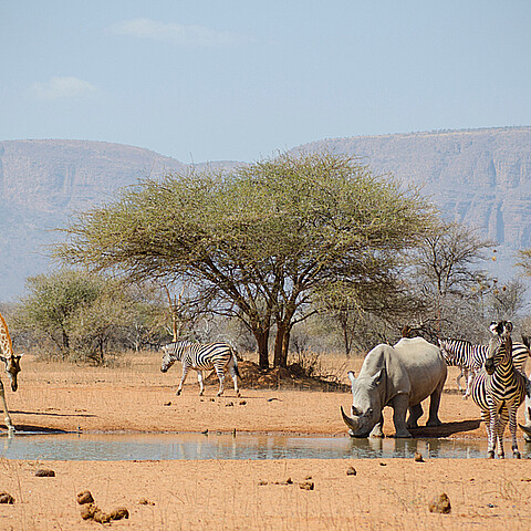 Especies en peligro de extinción 
