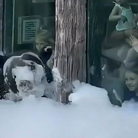 El oso negro se ha vuelto famoso por su peculiar baño de burbujas 