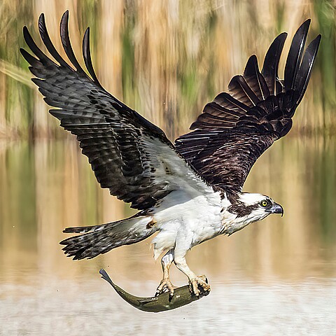 Osprey carrying fish 