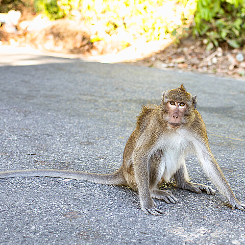 Rhesus macaque monkey