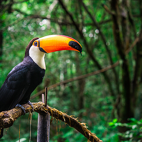 A wild toucan perches a tree branch in the Amazon rainforest