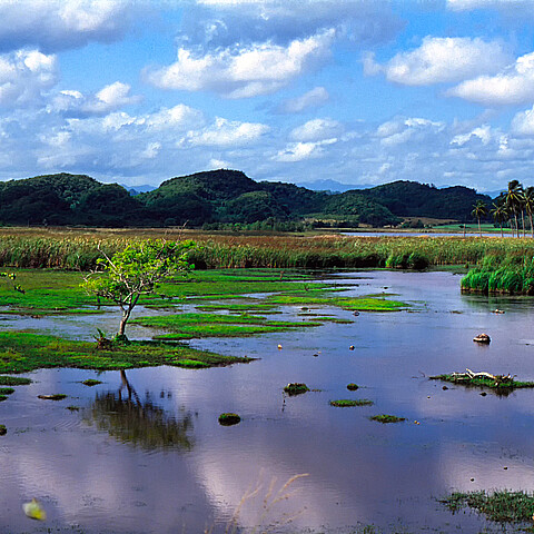 Puerto Rico, North coast wetland, Laguna Tortuguero
