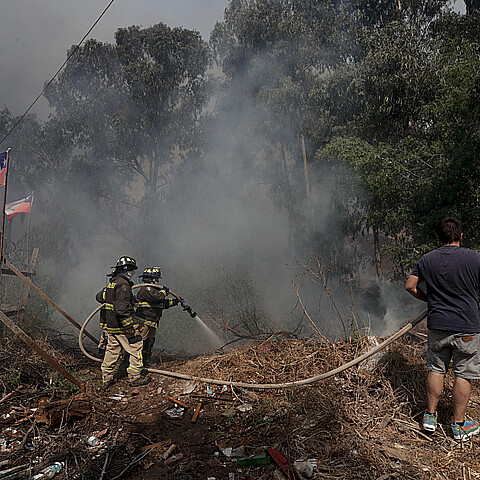 Personas combaten el fuego junto a bomberos en la zona de Las Palmas, durante los incendios forestales que afectan a Viña del Mar