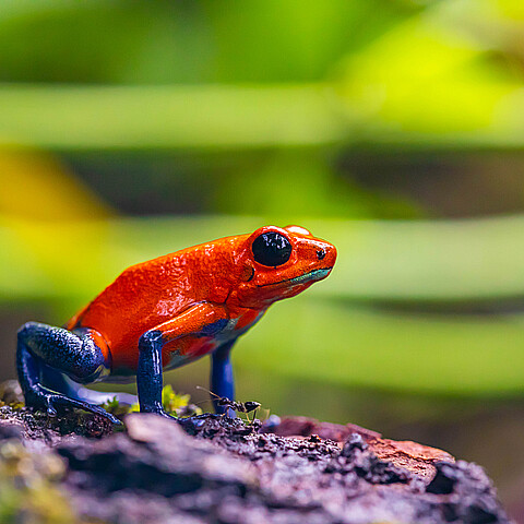 La mujer dijo que le habían regalado las ranas 