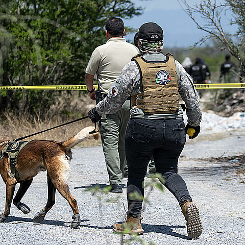Integrantes de la fiscalía estatal acompañados de binomios caninos trabajan este jueves en la zona donde se localizaron cinco restos humanos en el municipio de Pesquería (México). 