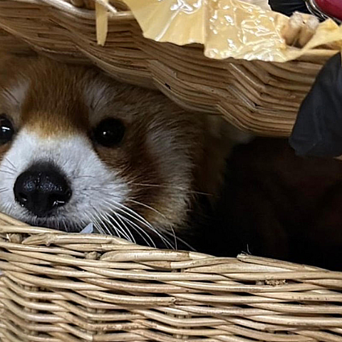 Al menos seis personas fueron detenidas por tráfico ilegal de animales