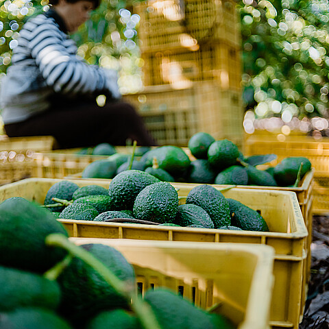 Avocado market expansion fuels criminal infiltration