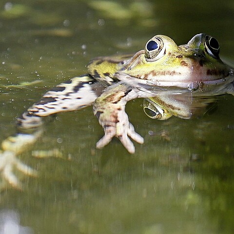 Una rana esculenta descansa en un estanque en el Jardín Botánico de Heidelberg (Alemania).