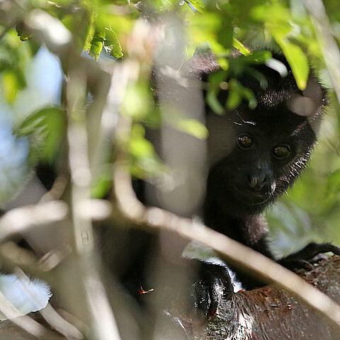 Fotografía de archivo de un mono aullador. 