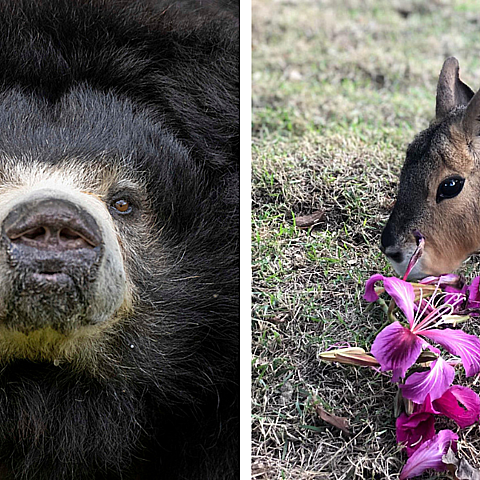 Los animales fueron sacrificados en el zoológico por un tema de salud 