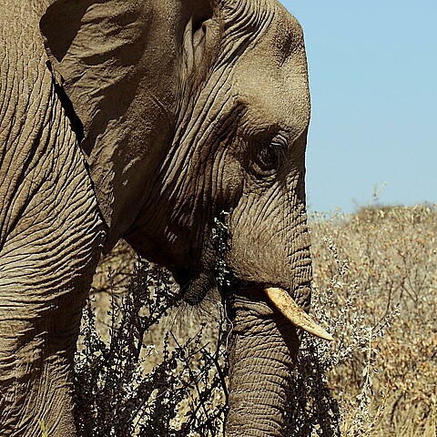 Fotografía de un elefante tomada en junio de 2018 en el Parque Nacional Etosha de Namibia. 