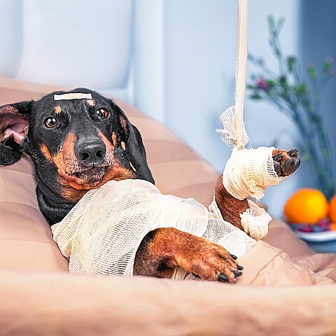 Seguro para mascotas