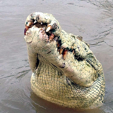 Los cocodrilos de estuario son especies protegidas en Australia 