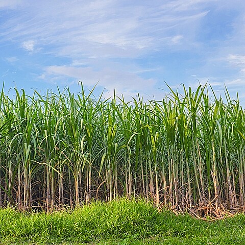 Campo de caña de azúcar se muestra con un cielo azul en el fondo