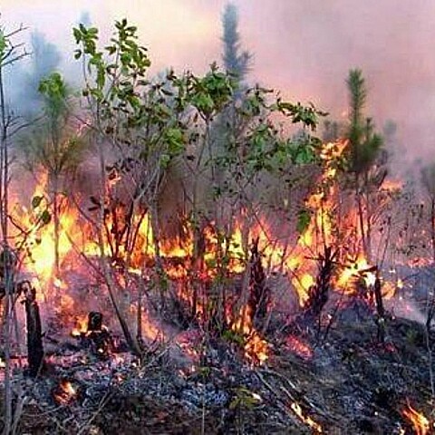 Incendio en Pinar del Río, marzo de 2025