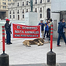 Protestan con un león muerto frente a la sede del Gobierno