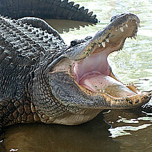 Alligator in the Florida Everglades National Park