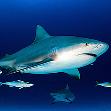 Tiburón atacó y mató a una adolescente que nadaba con delfines