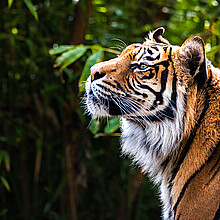 Un felino fue sacrificado en Colombia cuando intentaba fugarse del Parque Temático Hacienda Nápoles.