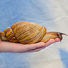 Giant African snail 