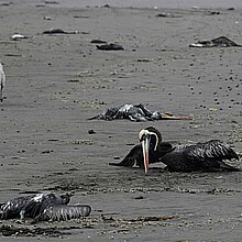 Pelícanos y otras aves marinas yacen muertas