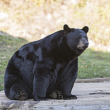 Black Bear