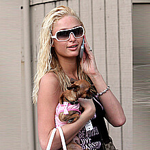 Fallece la chihuahua de Paris Hilton a los 23 años