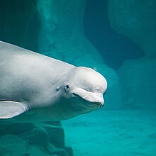 Beluga whale