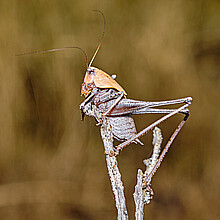 Mormon cricket