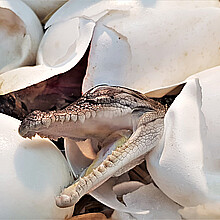 Baby crocodile