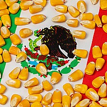 Corn kernels with the background of the Mexican flag