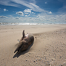 Dolphin on beach 