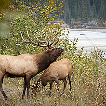 Elk 