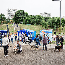 Dog event