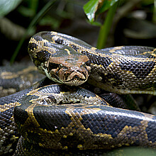 Burmese python