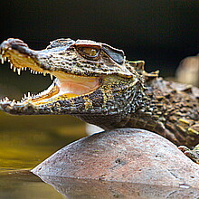 Crocodile 