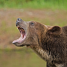 Grizzly bear