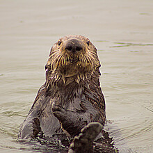 California sea otter