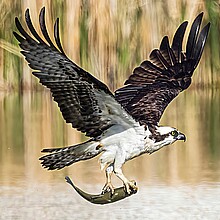 Osprey carrying fish 