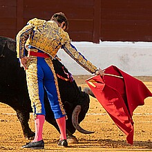 Brave bull fought by a Spanish bullfighter